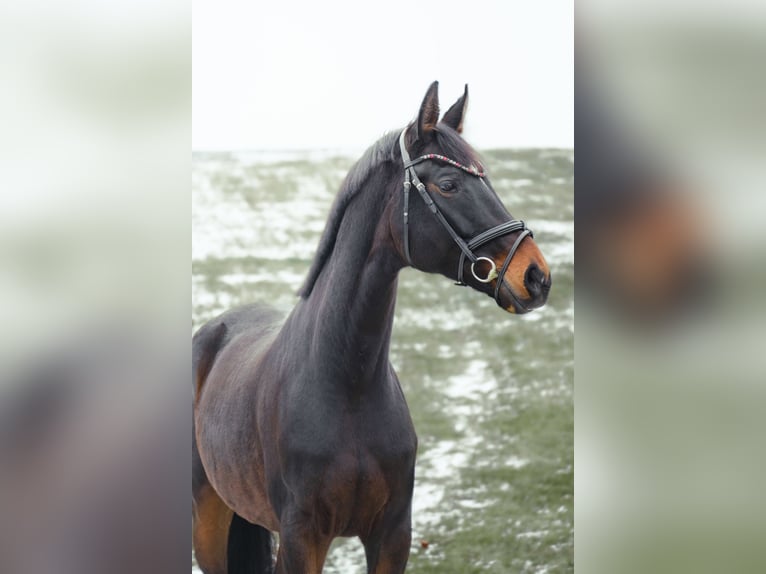 Oostenrijks warmbloed Merrie 6 Jaar 174 cm Zwartbruin in Altenfelden
