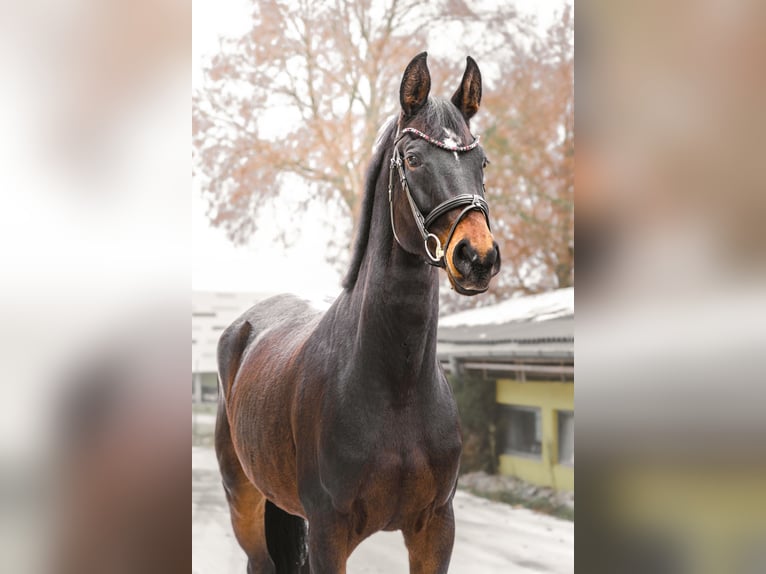 Oostenrijks warmbloed Merrie 6 Jaar 174 cm Zwartbruin in Altenfelden