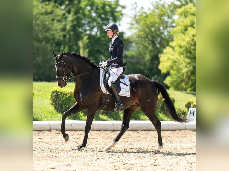 Oostenrijks warmbloed Merrie 7 Jaar 163 cm Bruin in Pernegg