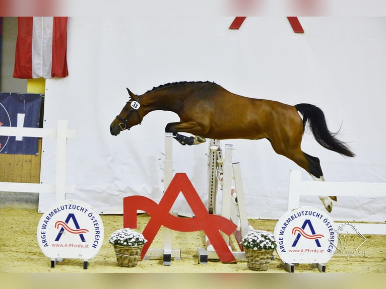 Oostenrijks warmbloed Merrie 7 Jaar 163 cm Bruin in Graz Oostenrijks warmbloed Merrie 7 Jaar 163 cm Bruin in Graz