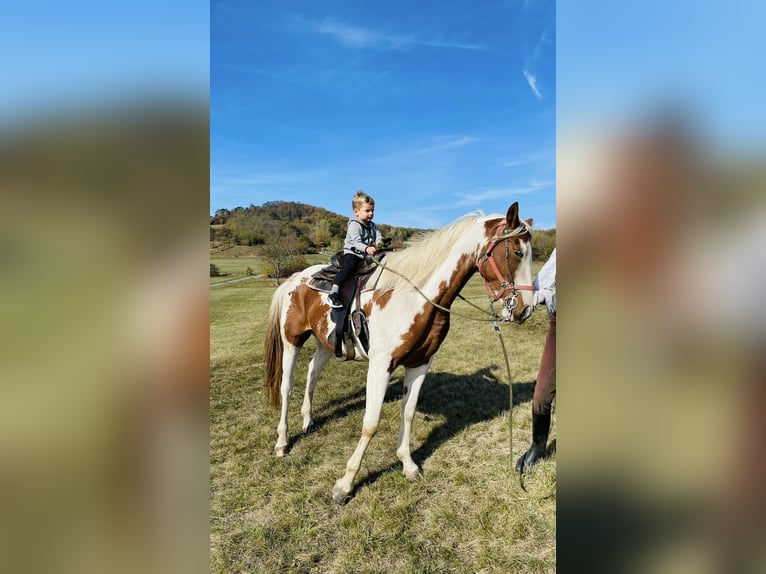 Oostenrijks warmbloed Mix Merrie 7 Jaar 163 cm Gevlekt-paard in Loipersbach