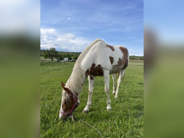 Oostenrijks warmbloed Mix Merrie 7 Jaar 163 cm Gevlekt-paard in Loipersbach