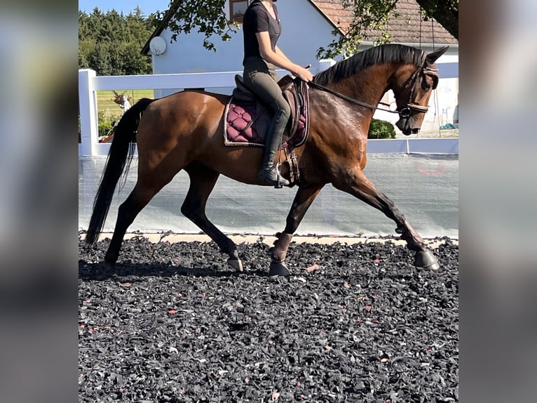 Oostenrijks warmbloed Merrie 7 Jaar 165 cm Bruin in Gföhl