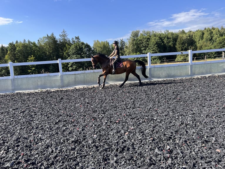 Oostenrijks warmbloed Merrie 7 Jaar 165 cm Bruin in Gföhl