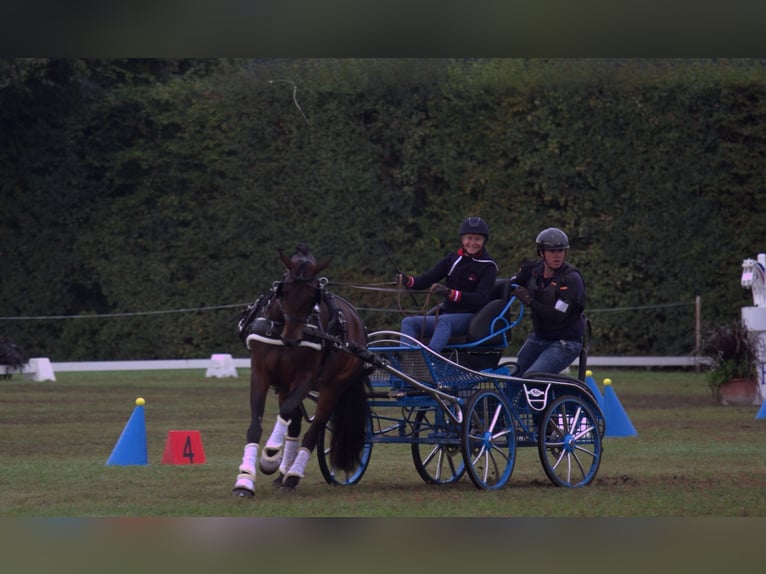 Oostenrijks warmbloed Merrie 7 Jaar 167 cm Bruin in St Marein bei Graz