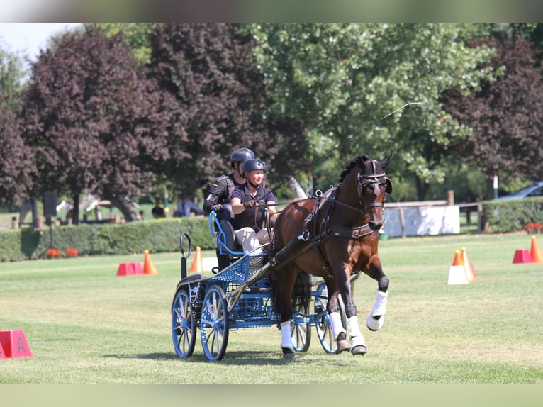 Oostenrijks warmbloed Merrie 7 Jaar 167 cm Bruin in St Marein bei Graz