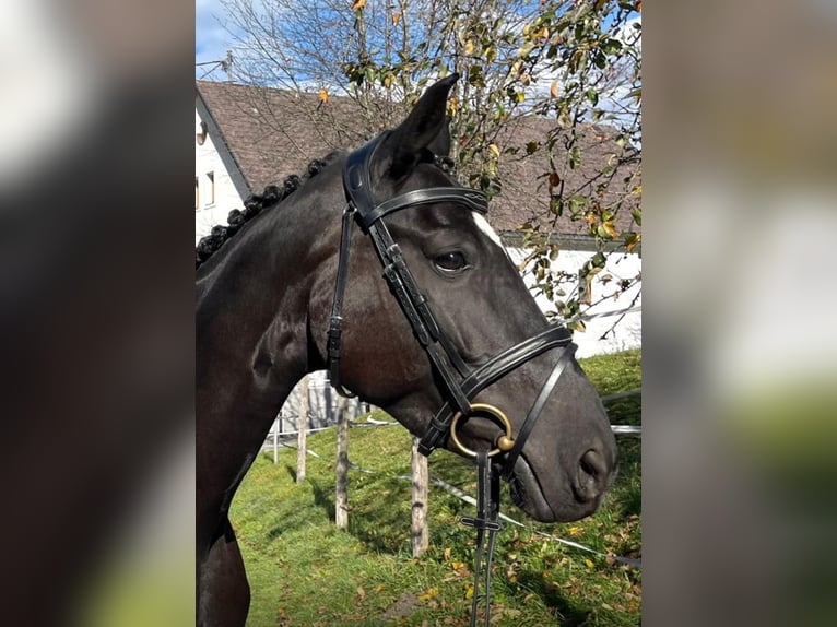 Oostenrijks warmbloed Merrie 7 Jaar 170 cm Zwart in Gleinkerau Oostenrijks warmbloed Merrie 7 Jaar 170 cm Zwart in Gleinkerau