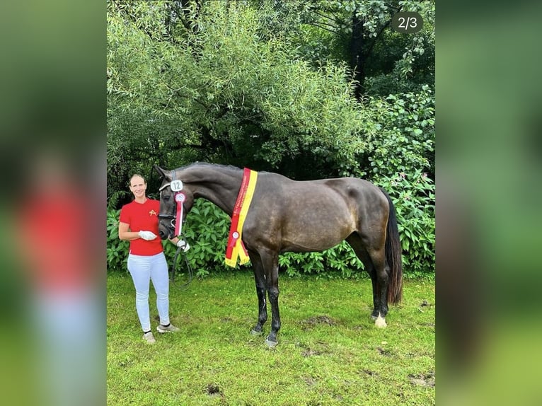 Oostenrijks warmbloed Merrie 7 Jaar 170 cm Zwartbruin in Sieggraben