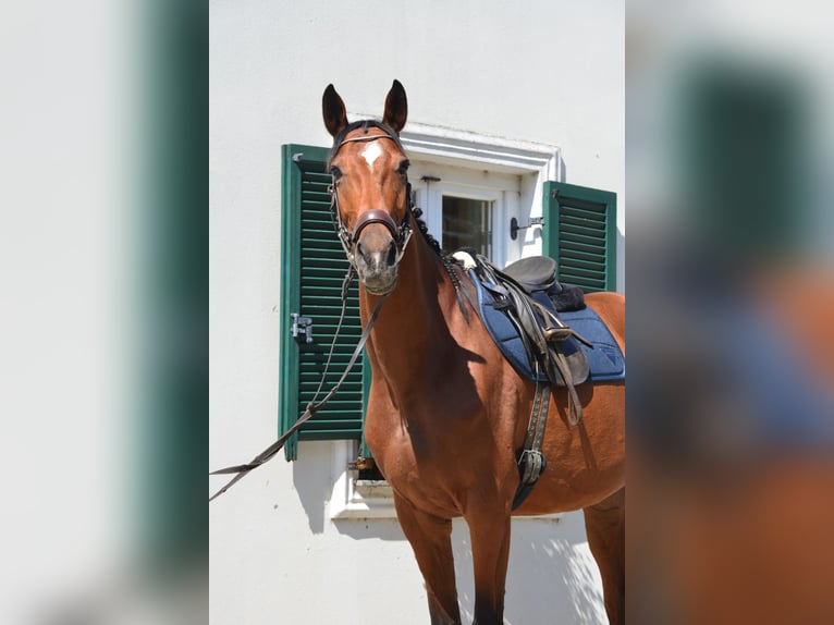 Oostenrijks warmbloed Merrie 7 Jaar 172 cm Bruin in Gleisdorf