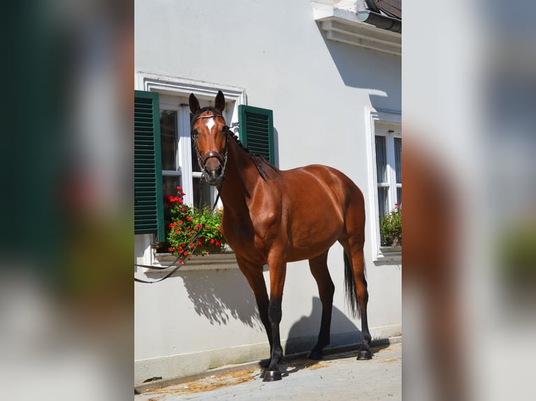 Oostenrijks warmbloed Merrie 7 Jaar 172 cm Bruin in Gleisdorf