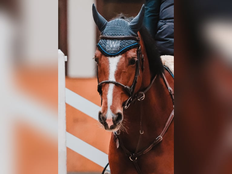 Oostenrijks warmbloed Merrie 7 Jaar 172 cm Bruin in Mösendorf