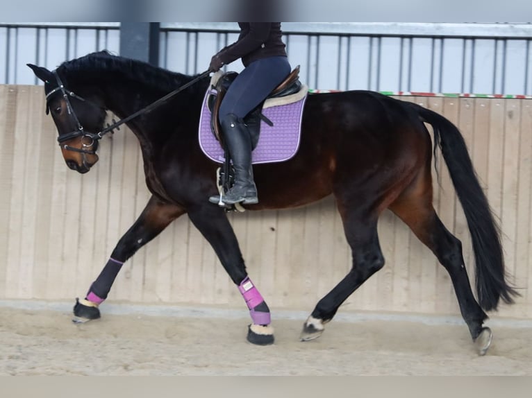 Oostenrijks warmbloed Merrie 7 Jaar 172 cm Donkerbruin in Götzendorf an der Leitha