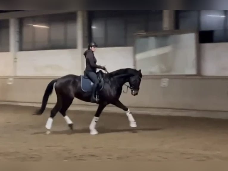Oostenrijks warmbloed Merrie 7 Jaar 174 cm Zwartbruin in Rohrbach