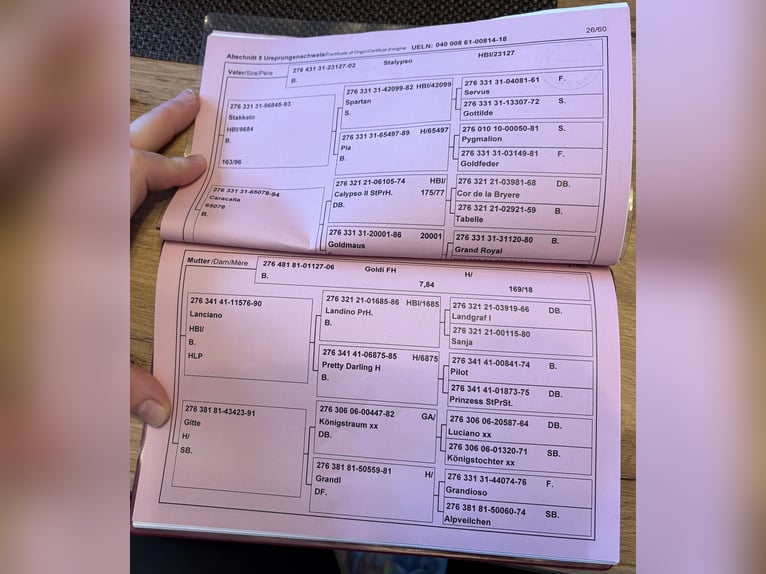 Oostenrijks warmbloed Merrie 8 Jaar 162 cm Bruin in Roitham