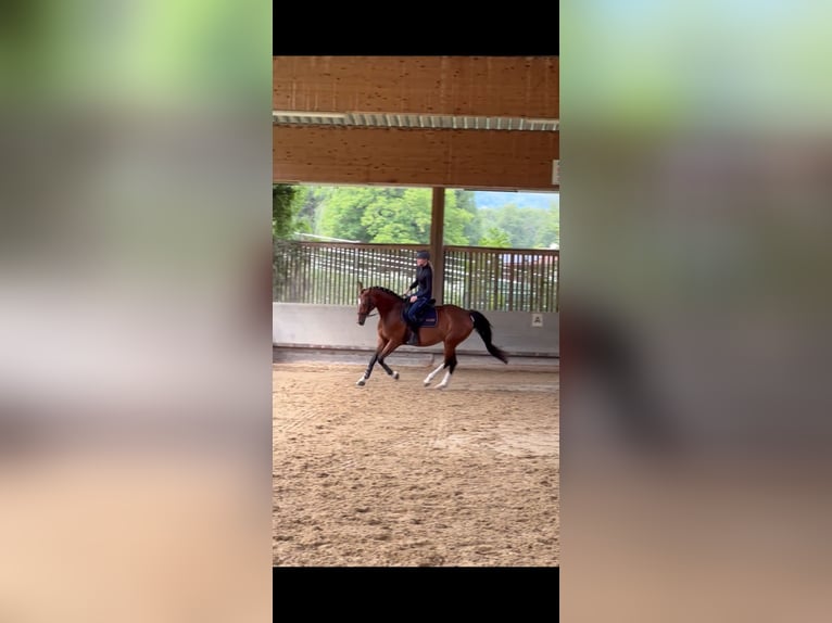 Oostenrijks warmbloed Merrie 8 Jaar 163 cm Bruin in Graz