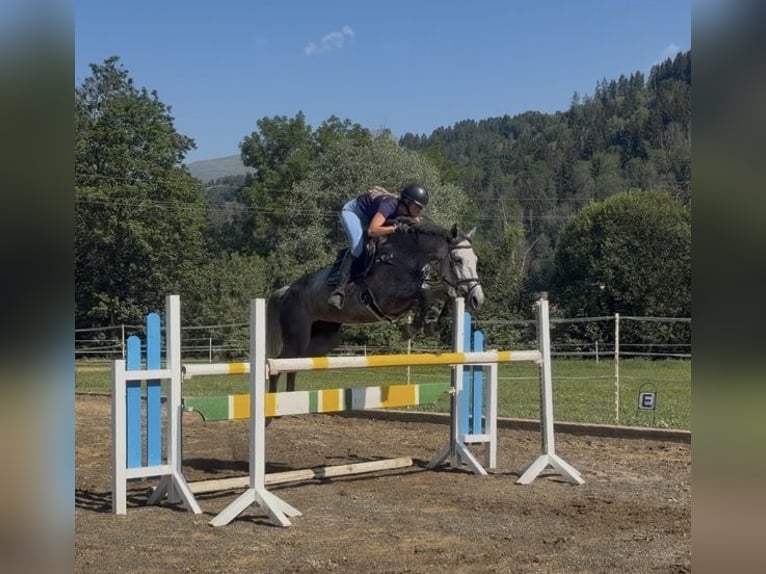 Oostenrijks warmbloed Merrie 8 Jaar 167 cm Schimmel in Sankt Peter am Kammersberg
