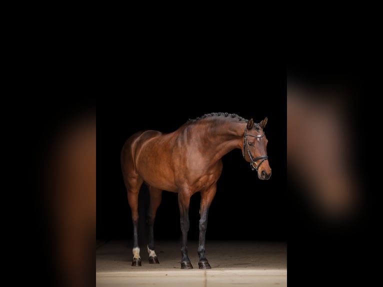Oostenrijks warmbloed Merrie 8 Jaar 170 cm Donkerbruin in Bodenkirchen