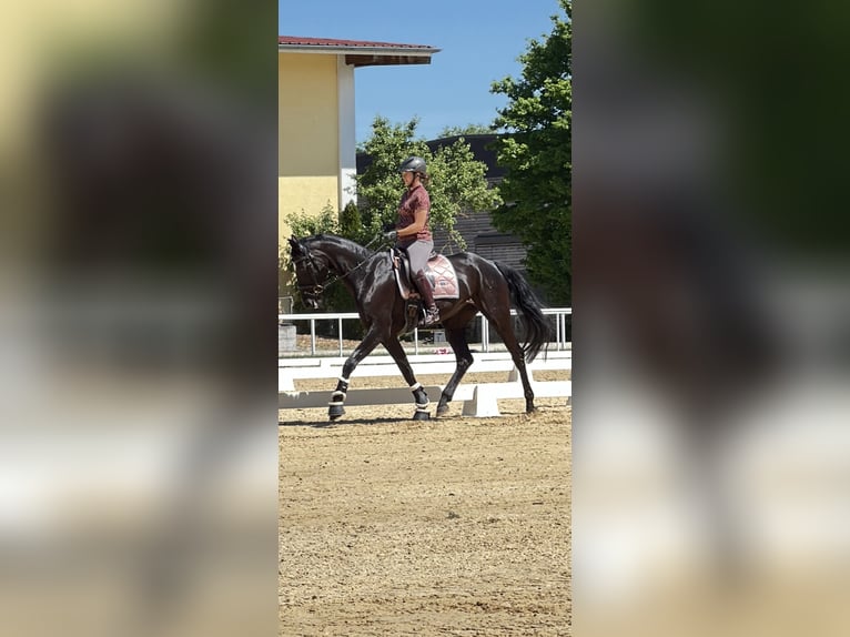 Oostenrijks warmbloed Merrie 8 Jaar 170 cm Zwart in Gleinkerau