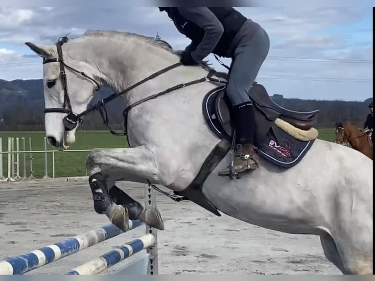 Oostenrijks warmbloed Merrie 8 Jaar 171 cm Schimmel in Brederis