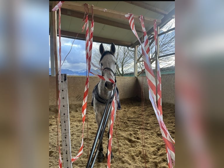 Oostenrijks warmbloed Merrie 8 Jaar 171 cm Schimmel in Brederis