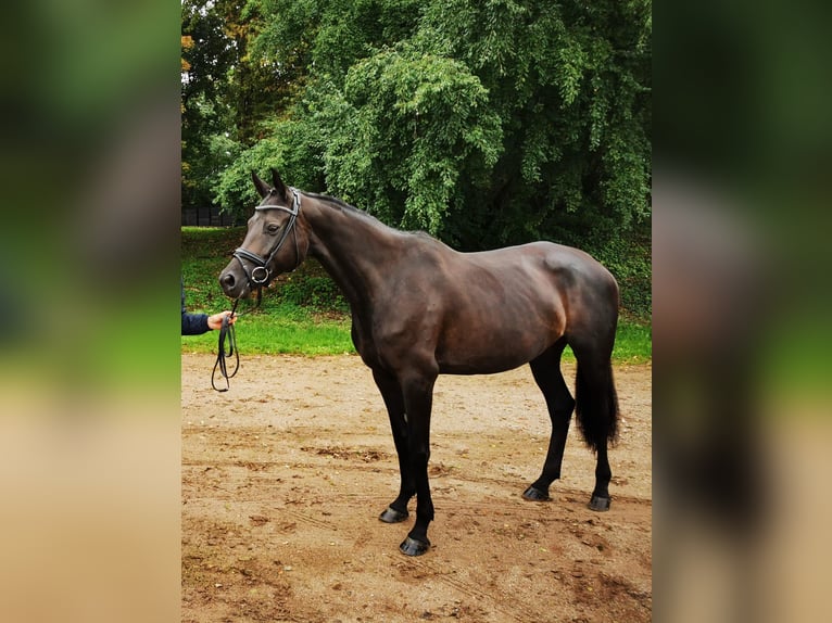 Oostenrijks warmbloed Merrie 8 Jaar 172 cm Zwartbruin in Mörnsheim