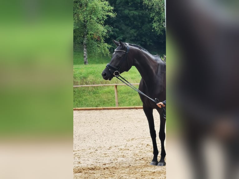 Oostenrijks warmbloed Merrie 8 Jaar 172 cm Zwartbruin in Mörnsheim