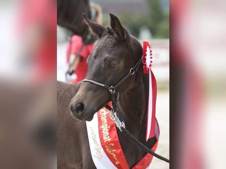 Oostenrijks warmbloed Merrie 8 Jaar 172 cm Zwartbruin in Mörnsheim