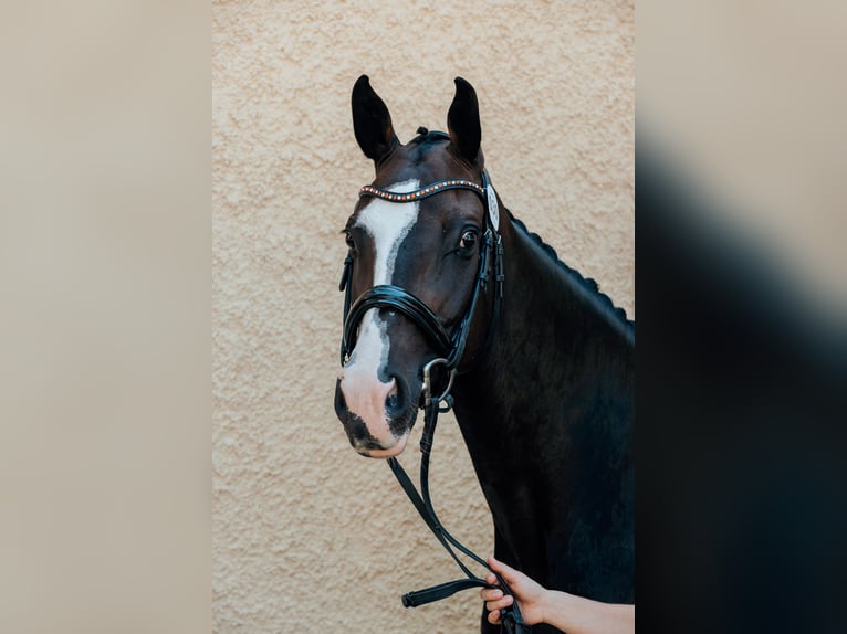 Oostenrijks warmbloed Merrie 9 Jaar 162 cm Donkerbruin in DirnbergPennewang
