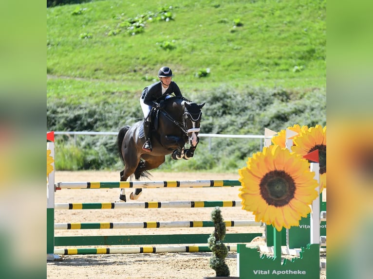 Oostenrijks warmbloed Merrie 9 Jaar 162 cm Donkerbruin in DirnbergPennewang