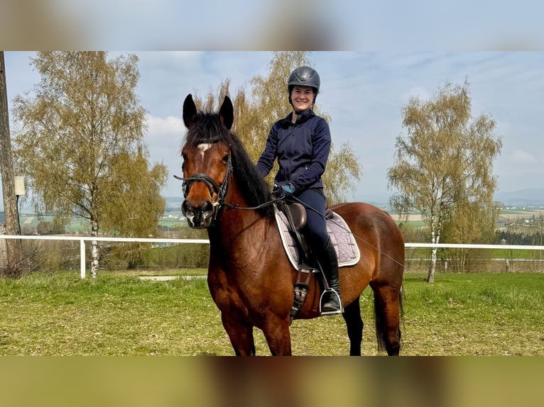 Oostenrijks warmbloed Merrie 9 Jaar 163 cm Bruin in Altenfelden
