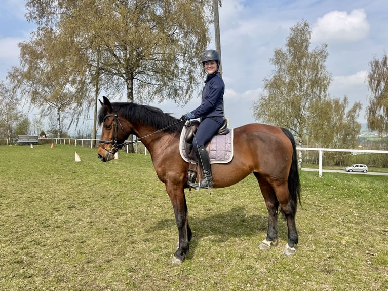 Oostenrijks warmbloed Merrie 9 Jaar 163 cm Bruin in Altenfelden