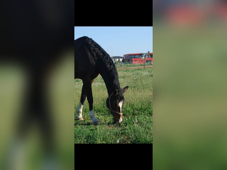 Oostenrijks warmbloed Merrie 9 Jaar 174 cm Bruin in Premstätten