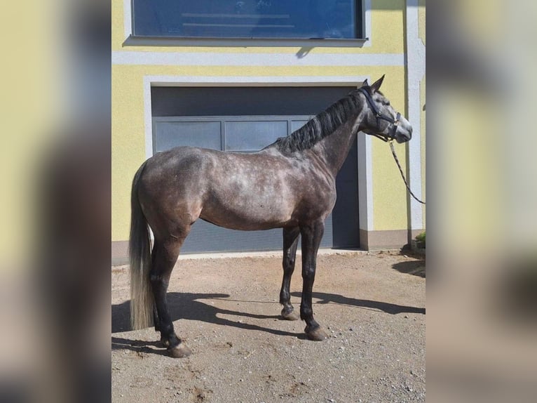 Oostenrijks warmbloed Merrie 9 Jaar 176 cm Schimmel in Senden