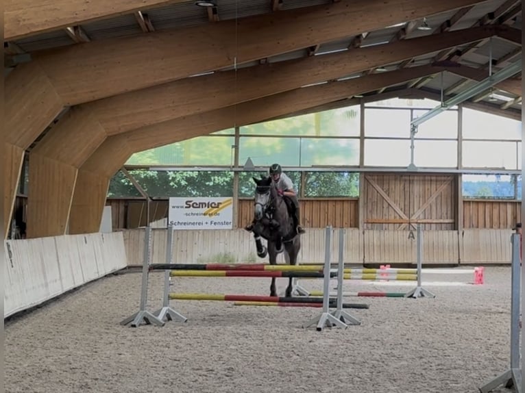 Oostenrijks warmbloed Merrie 9 Jaar 177 cm Schimmel in Dietenheim