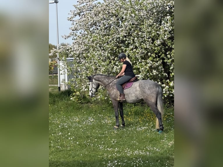 Oostenrijks warmbloed Merrie 9 Jaar 177 cm Schimmel in Dietenheim