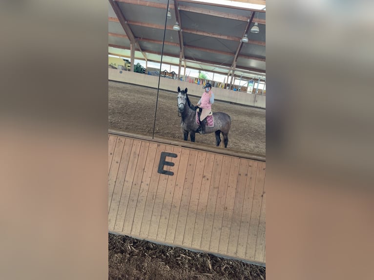 Oostenrijks warmbloed Merrie 9 Jaar 177 cm Schimmel in Dietenheim