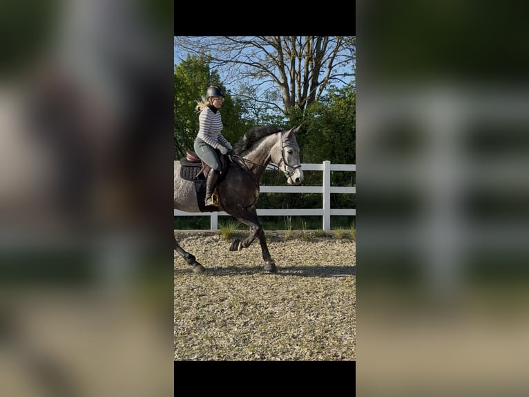 Oostenrijks warmbloed Merrie 9 Jaar 177 cm Schimmel in Dietenheim