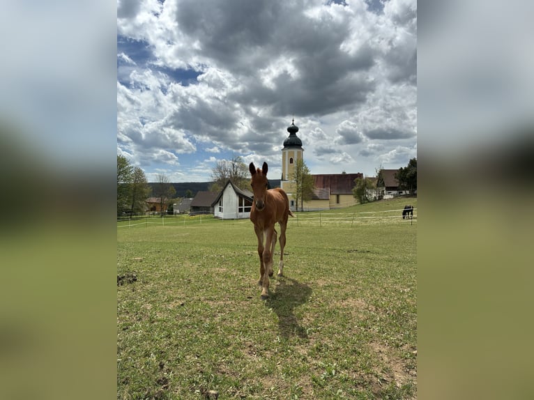 Oostenrijks warmbloed Merrie Veulen (04/2026) 165 cm Vos in Sallingberg
