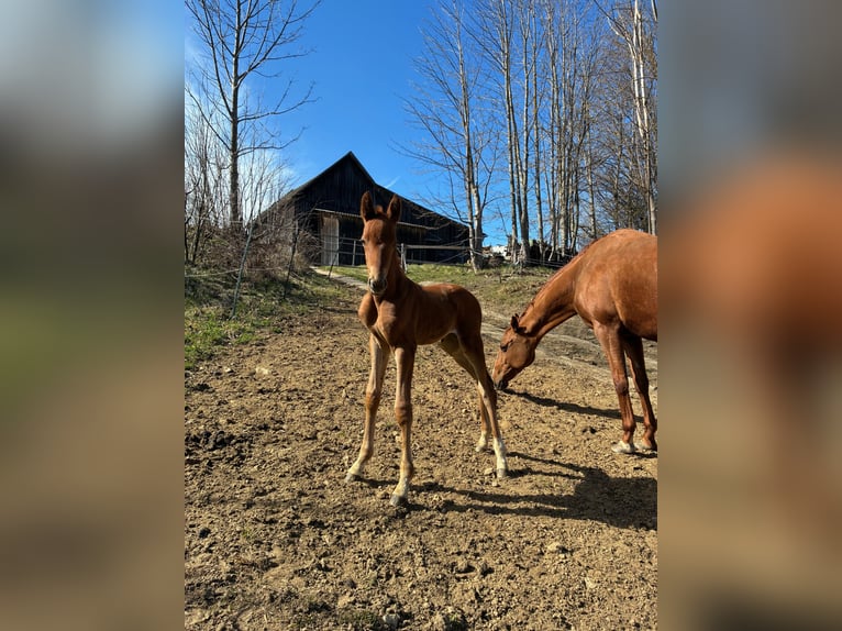 Oostenrijks warmbloed Merrie Veulen (04/2026) 165 cm Vos in Sallingberg