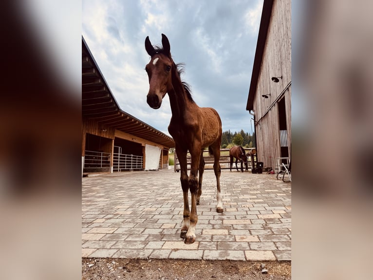 Oostenrijks warmbloed Merrie Veulen (04/2026) 168 cm Bruin in Kronegg
