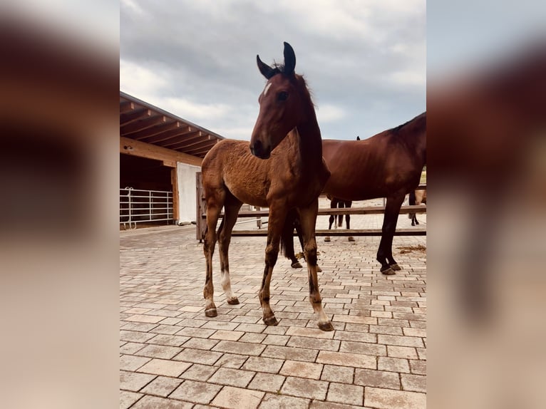 Oostenrijks warmbloed Merrie Veulen (04/2026) 168 cm Bruin in Kronegg