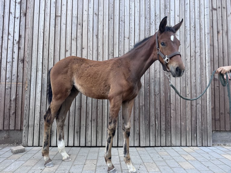 Oostenrijks warmbloed Merrie Veulen (04/2026) 168 cm Bruin in Kronegg