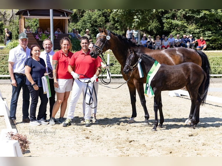 Oostenrijks warmbloed Merrie Veulen (04/2025) 168 cm Zwart in St Marein bei Graz