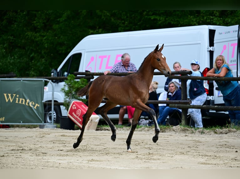 Oostenrijks warmbloed Merrie Veulen (05/2026) 170 cm Bruin in St. Georgen