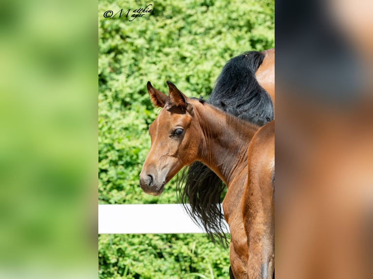 Oostenrijks warmbloed Merrie Veulen (04/2025) 170 cm Bruin in Mehrnbach