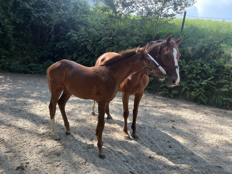 Oostenrijks warmbloed Merrie veulen (04/2024) 170 cm Donkere-vos in Ligist