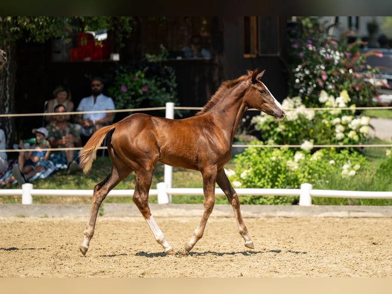 Oostenrijks warmbloed Merrie veulen (04/2024) 170 cm Donkere-vos in Ligist