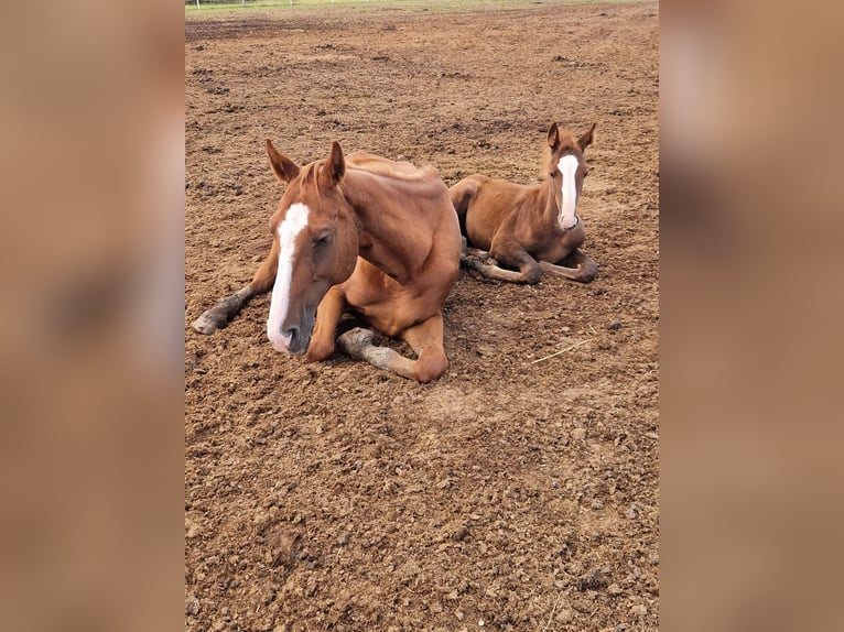 Oostenrijks warmbloed Merrie Veulen (04/2025) 170 cm Vos in Dra&#xDF;markt