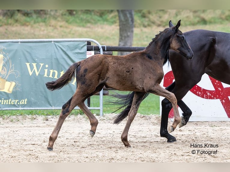 Oostenrijks warmbloed Merrie Veulen (05/2025) 170 cm Zwart in Scheibbs