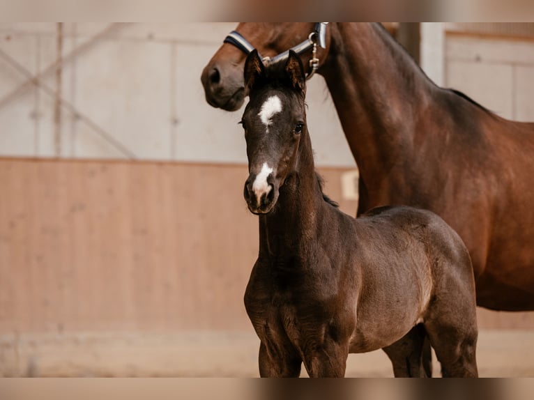Oostenrijks warmbloed Merrie Veulen (03/2026) 170 cm Zwart in Unterpetersdorf